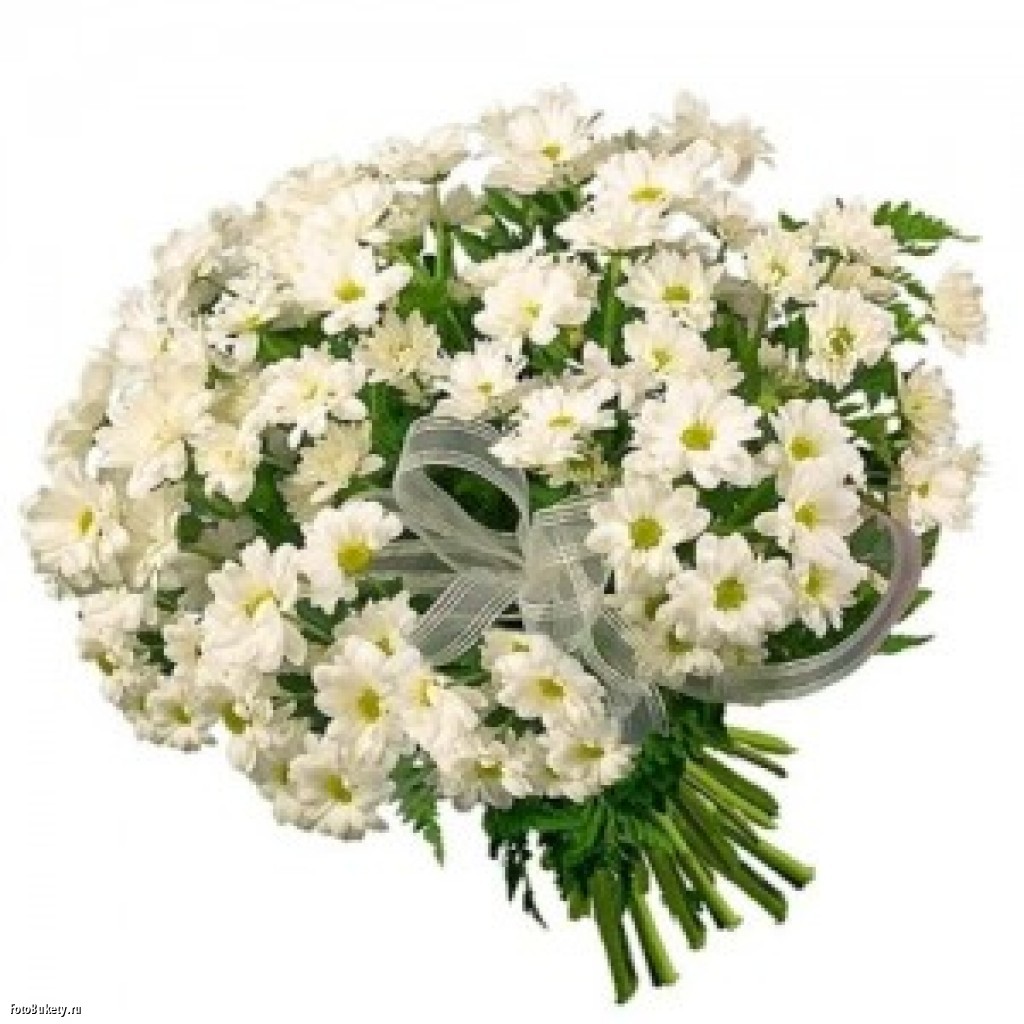 Букет из ромашковидных белых хризантем